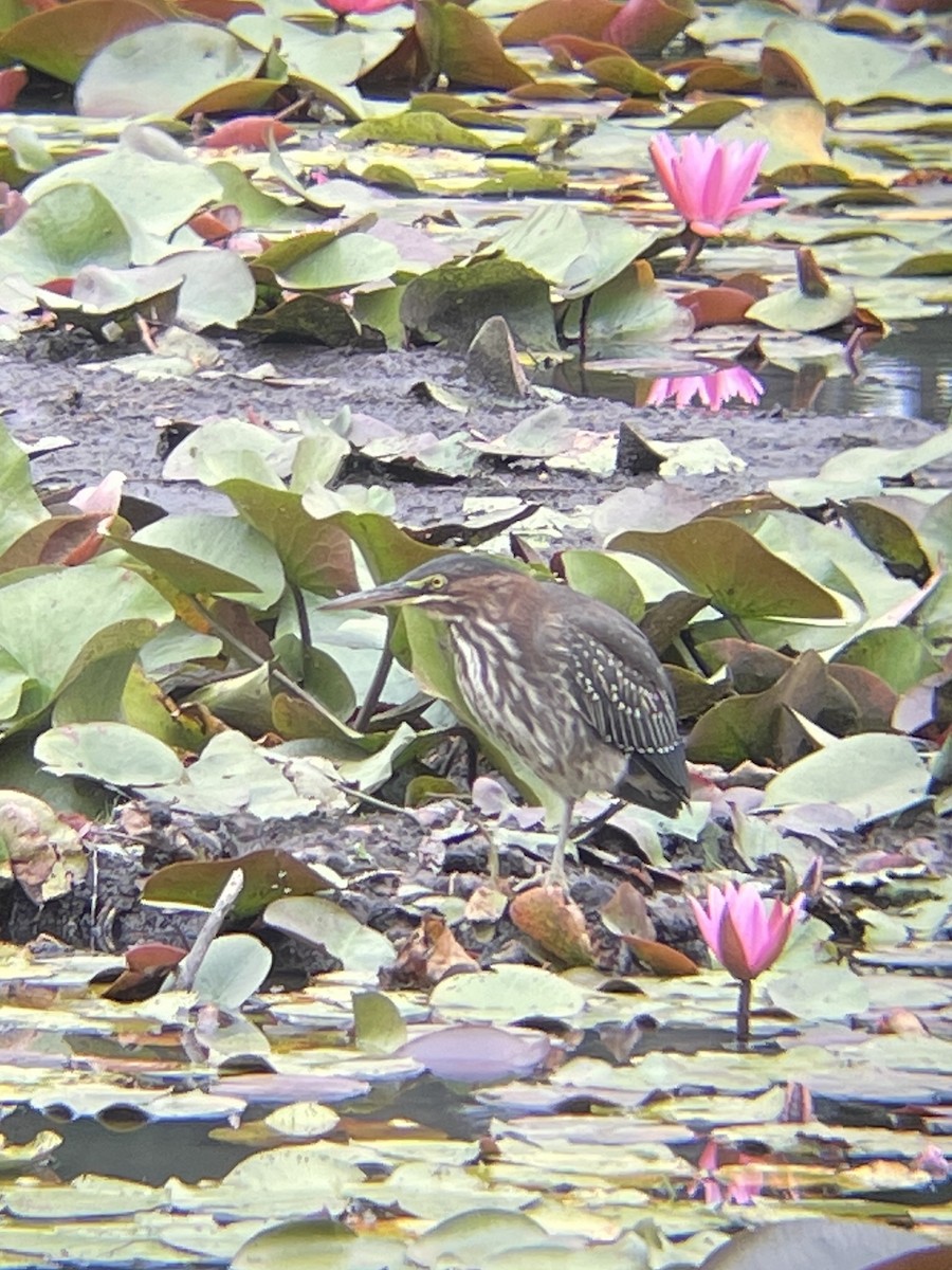 アメリカササゴイ - ML641017376