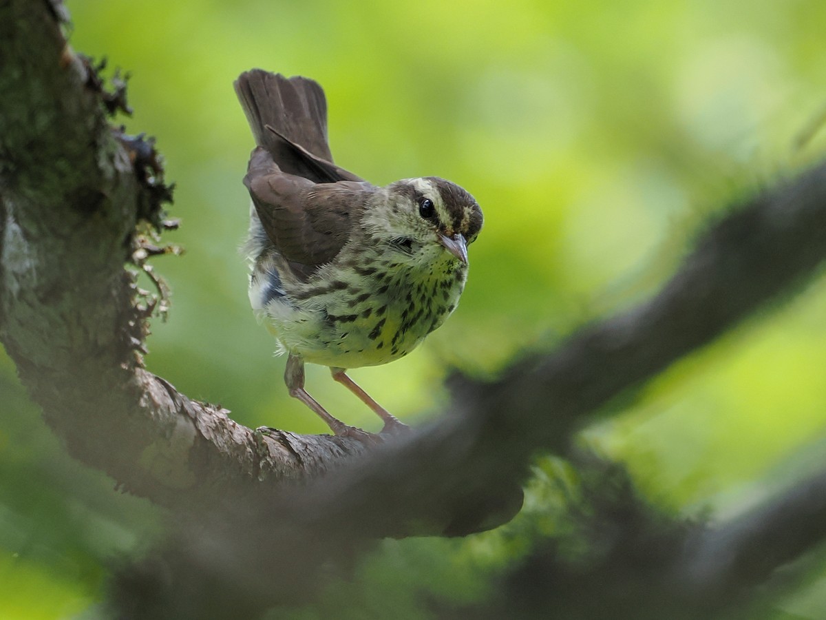 Northern Waterthrush - ML641017439