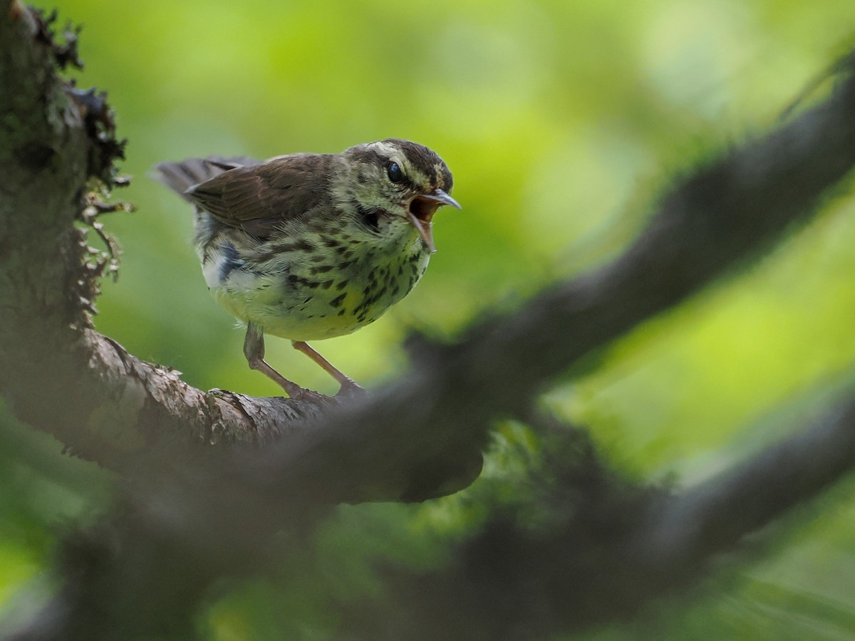 Northern Waterthrush - ML641017440