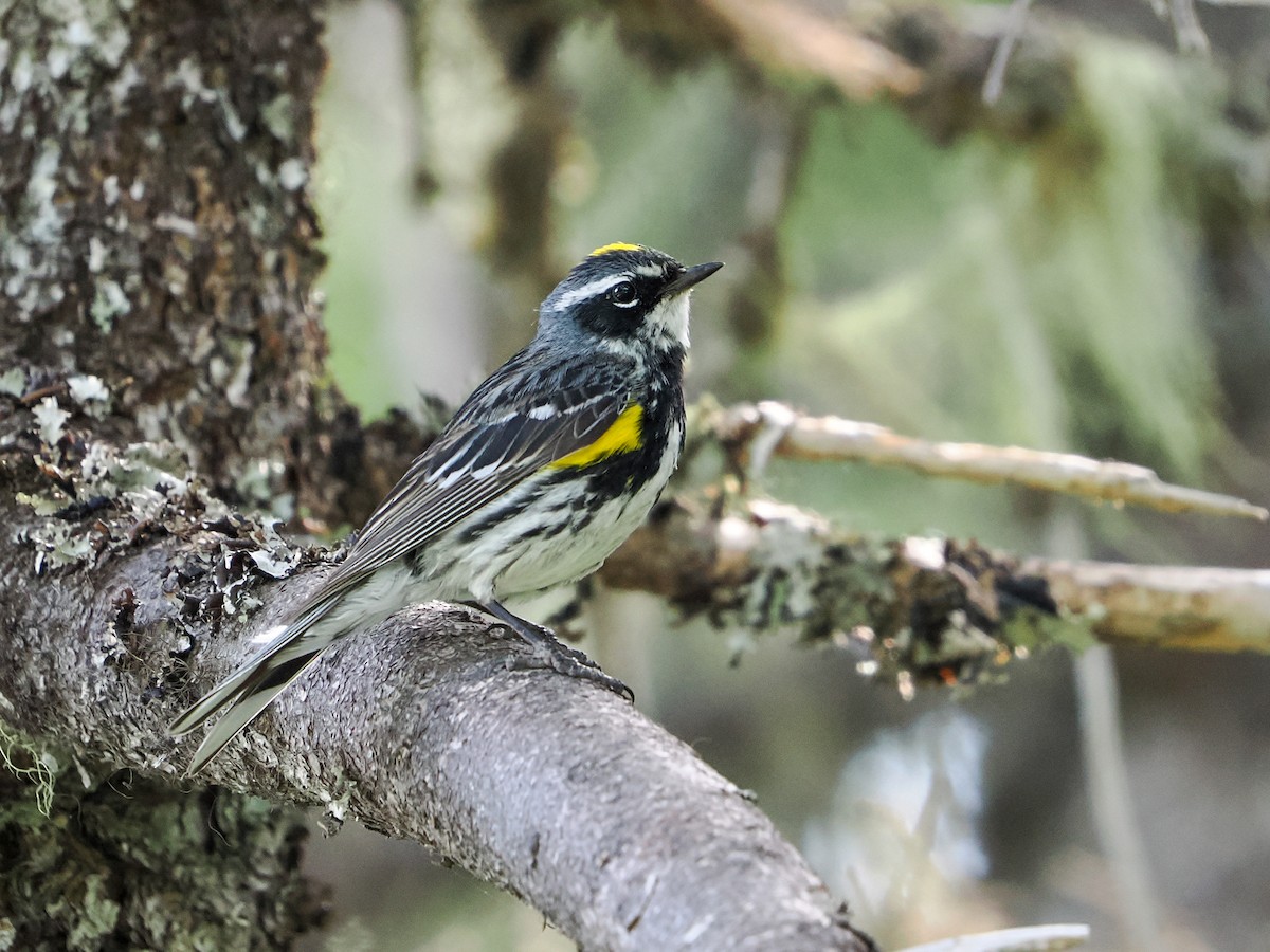 Yellow-rumped Warbler - ML641017477