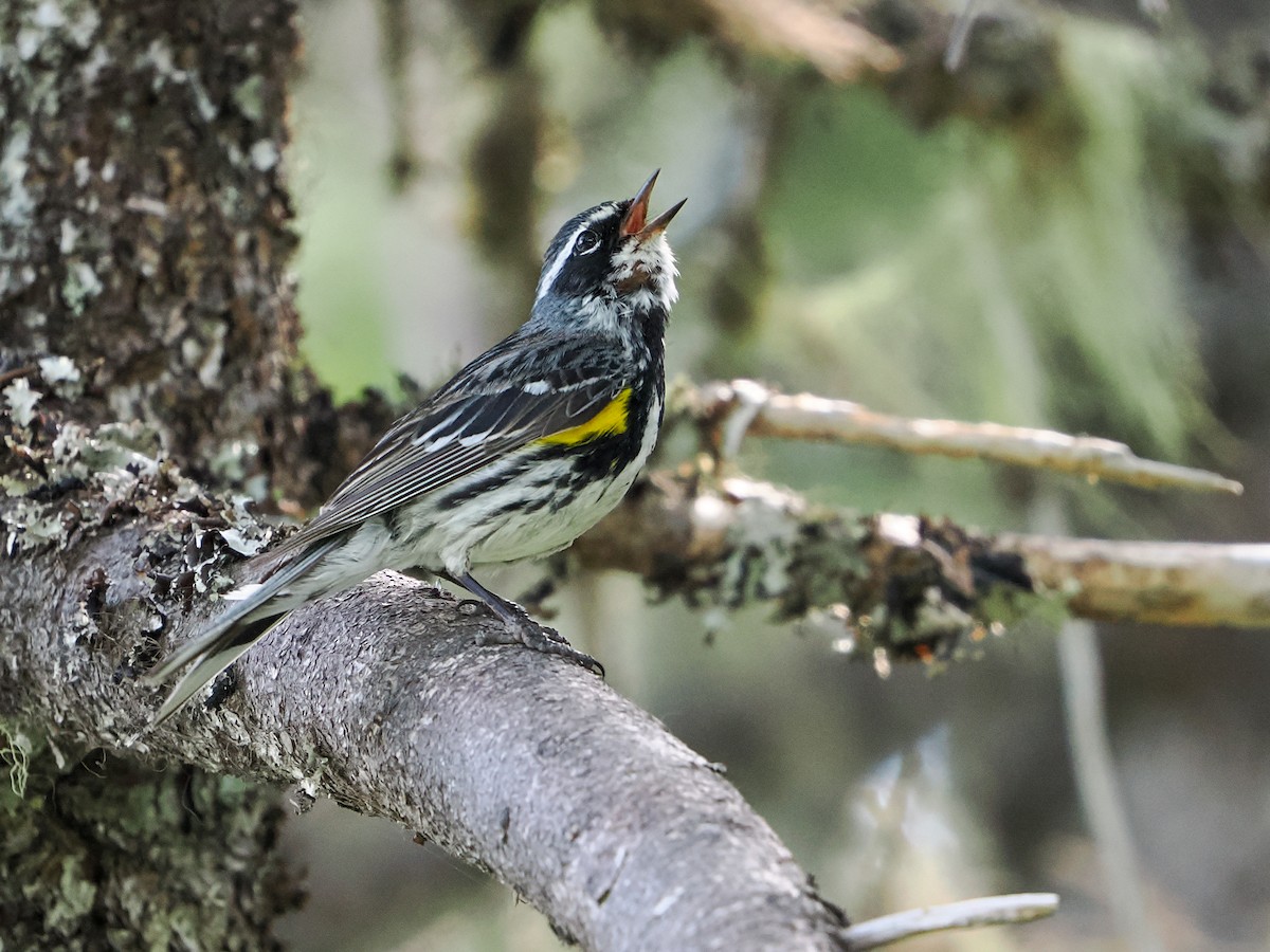 Yellow-rumped Warbler - ML641017478
