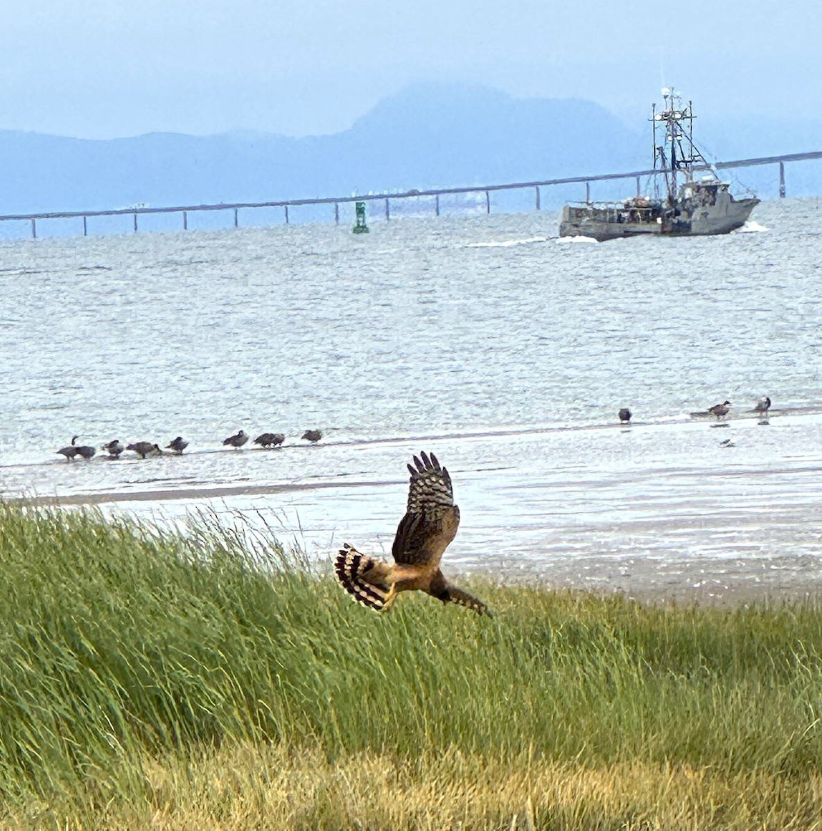 Northern Harrier - ML641017506