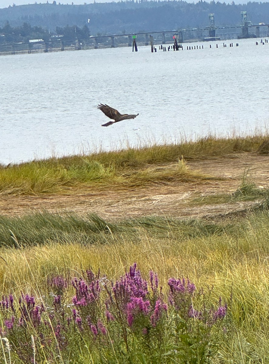 Northern Harrier - ML641017510