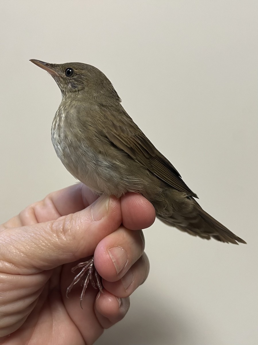 River Warbler - ML641017523