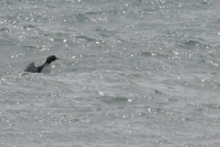 Pacific Loon - ML641017528