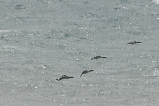 Pacific Loon - ML641017529