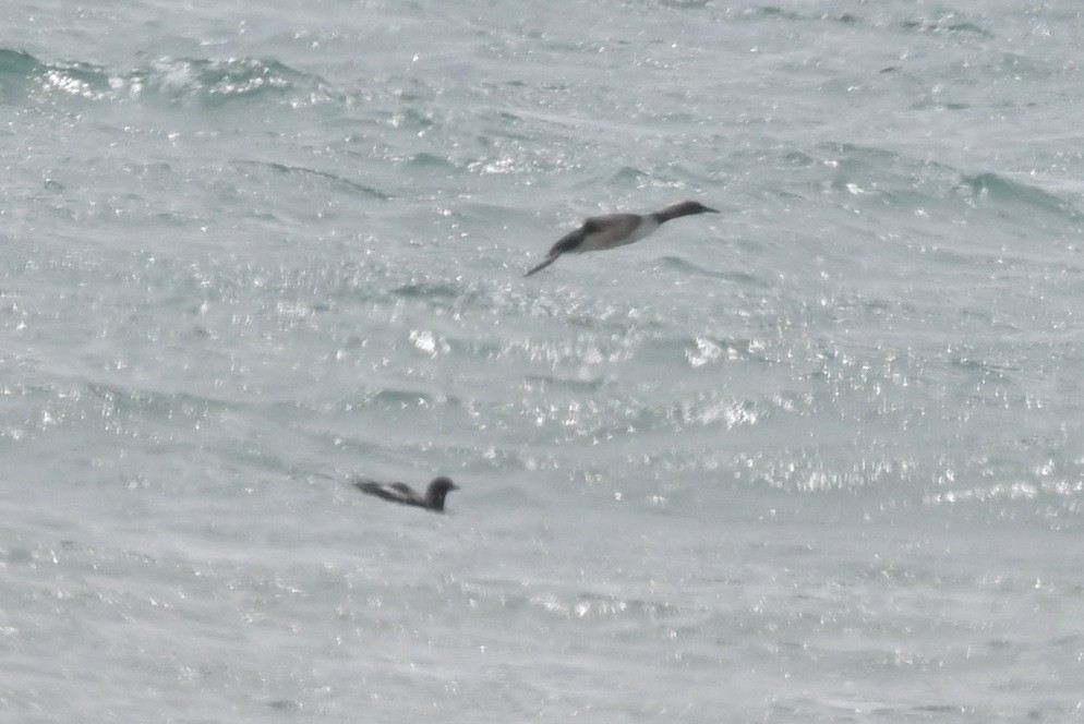 Pacific Loon - ML641017530