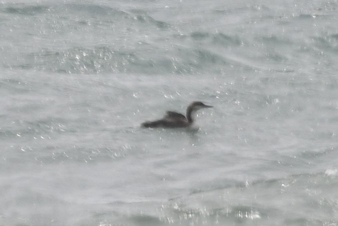 Pacific Loon - ML641017531