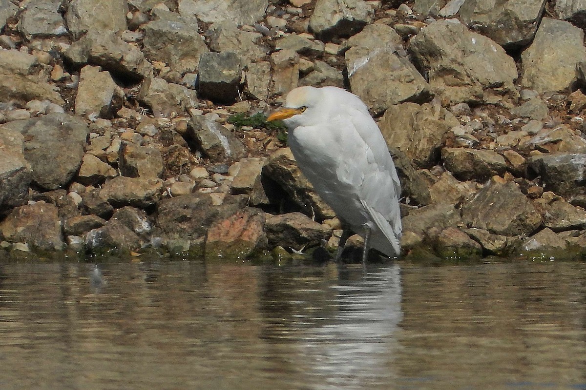 Western Cattle-Egret - ML641017552