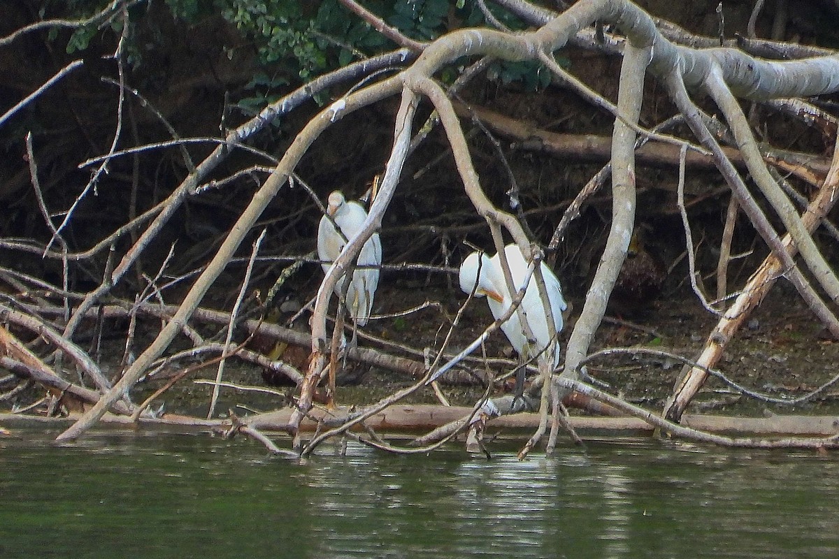Western Cattle-Egret - ML641017553