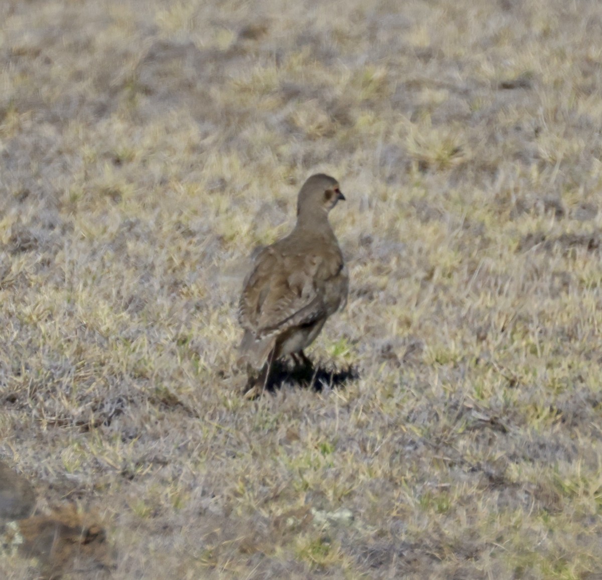 Chukar - ML641017585