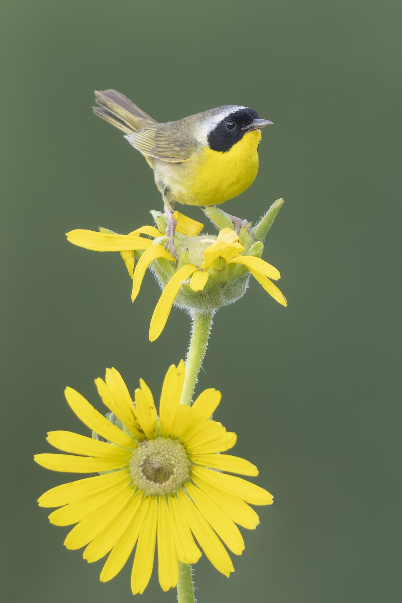 Common Yellowthroat - ML641017600