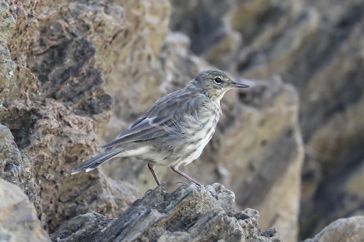 Rock Pipit - ML641017632