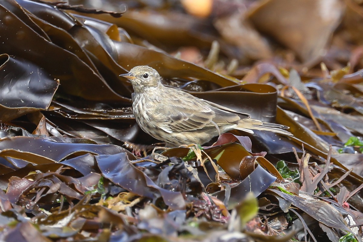 Rock Pipit - ML641017641