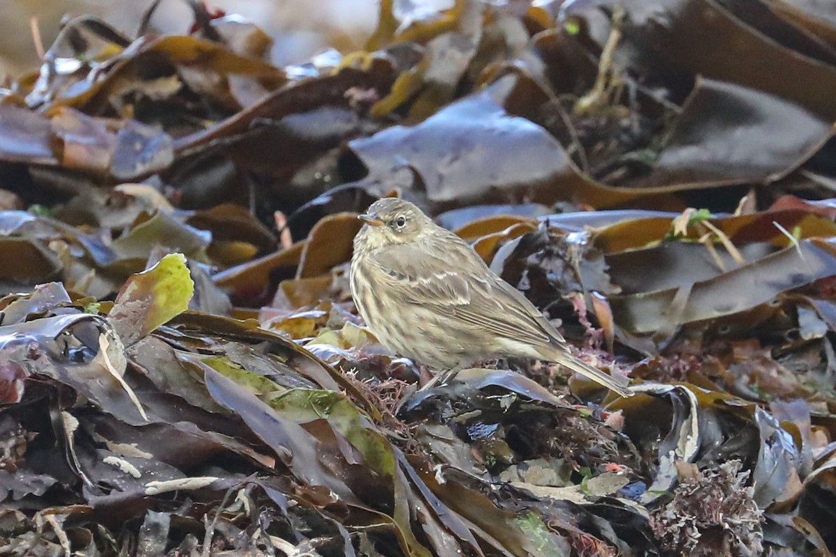 Rock Pipit - ML641017642