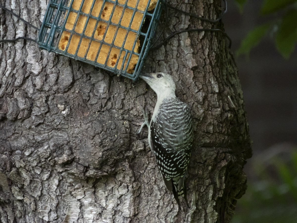 Red-bellied Woodpecker - ML641017643