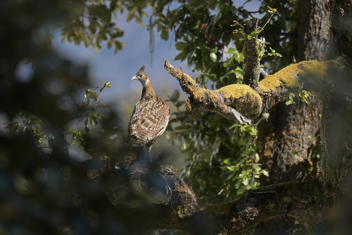 Himalayan Monal - ML641017658