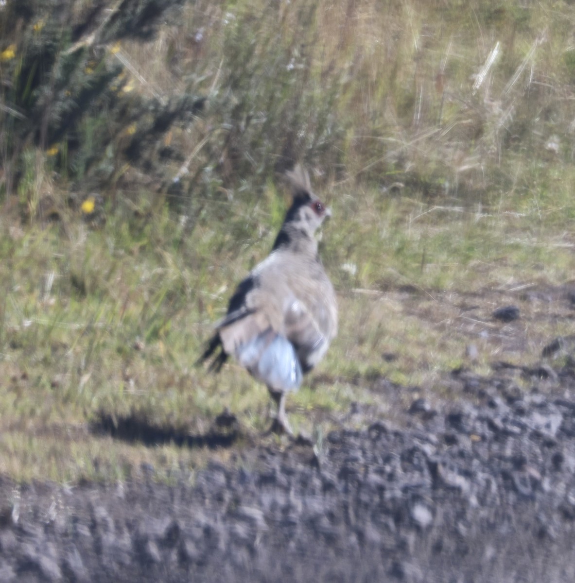 Kalij Pheasant - ML641017679