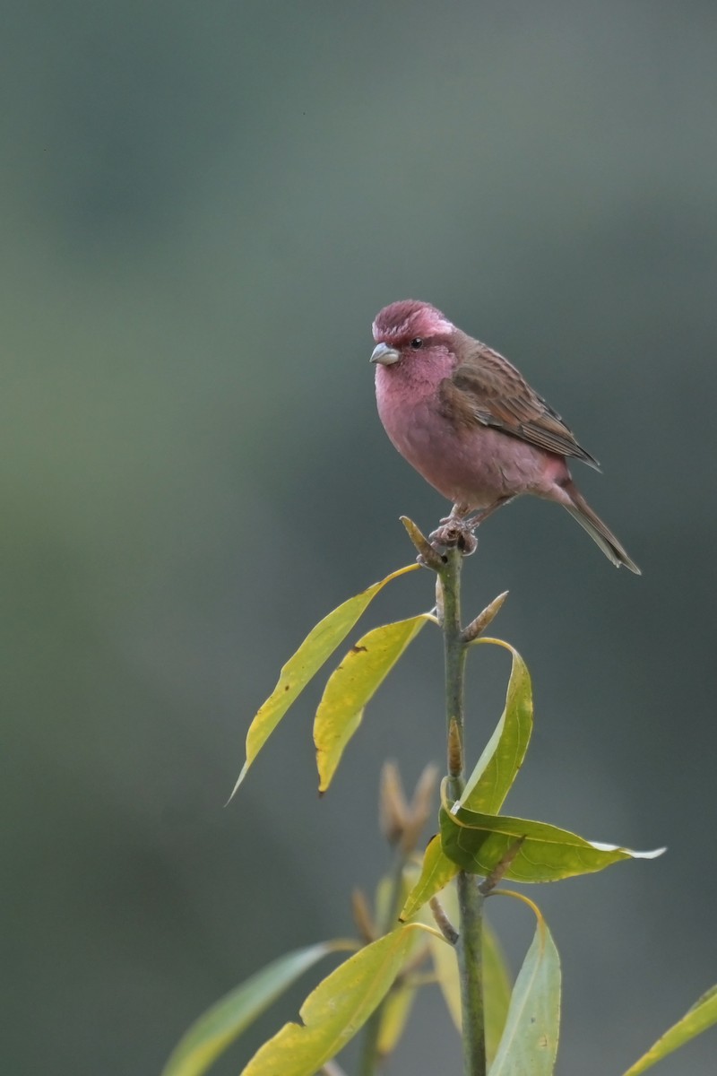 Pink-browed Rosefinch - ML641017700