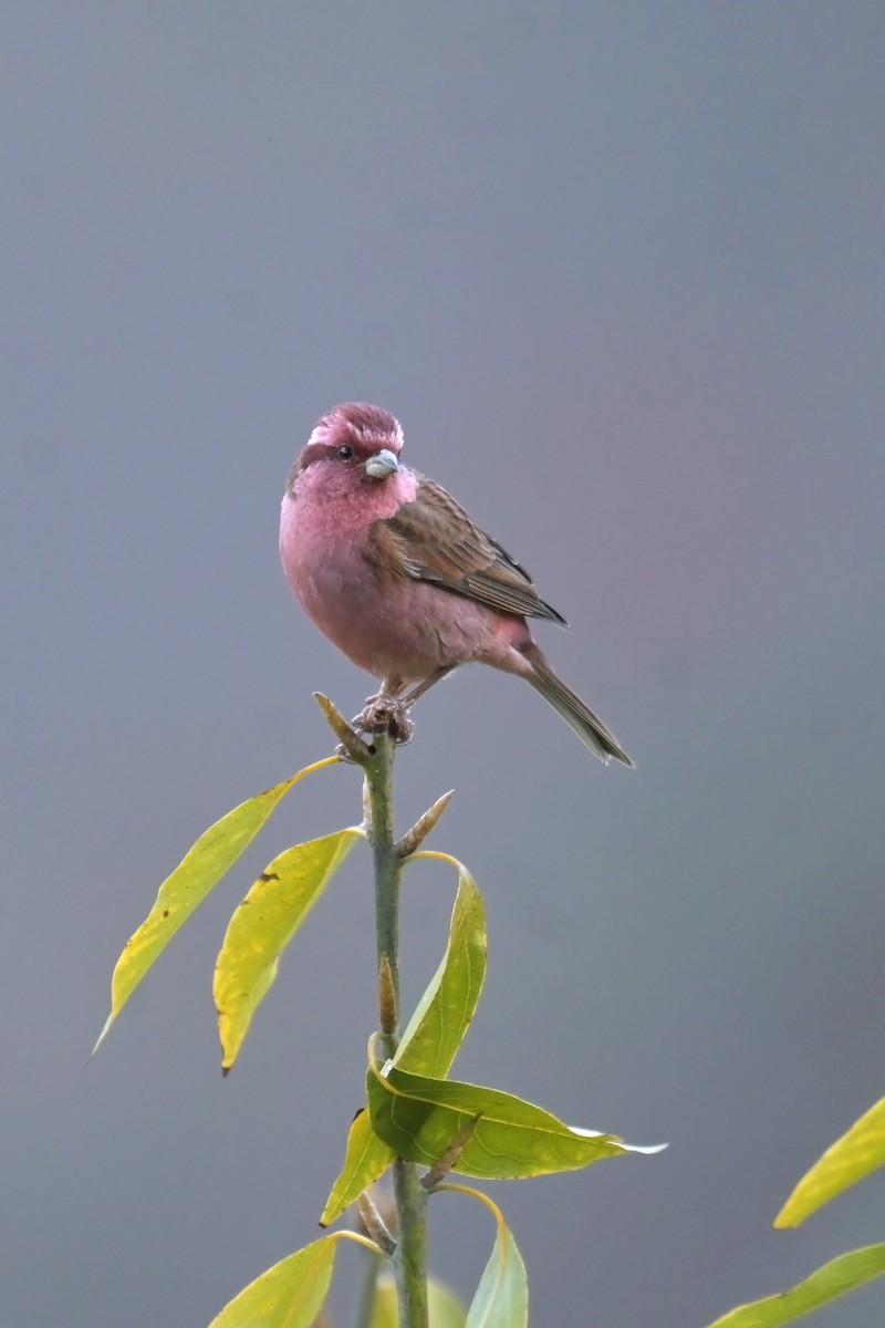 Pink-browed Rosefinch - ML641017701