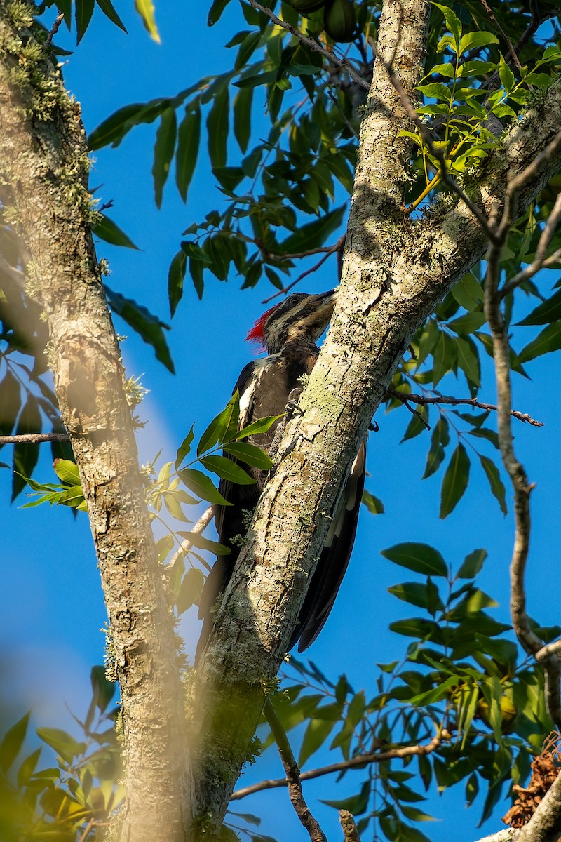 Pileated Woodpecker - ML641017708