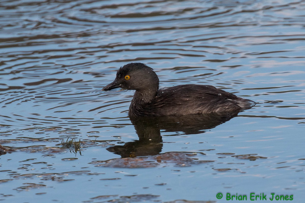 Least Grebe - ML641017714