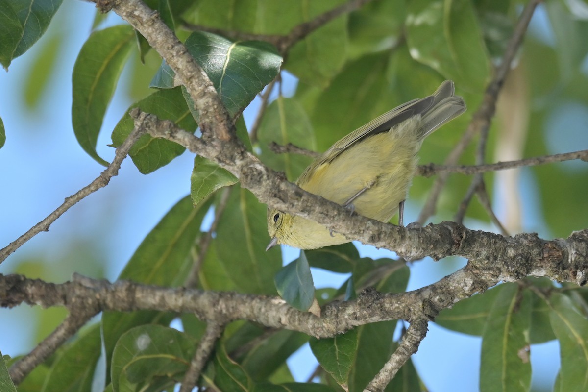 Yellow-browed Tit - ML641017742