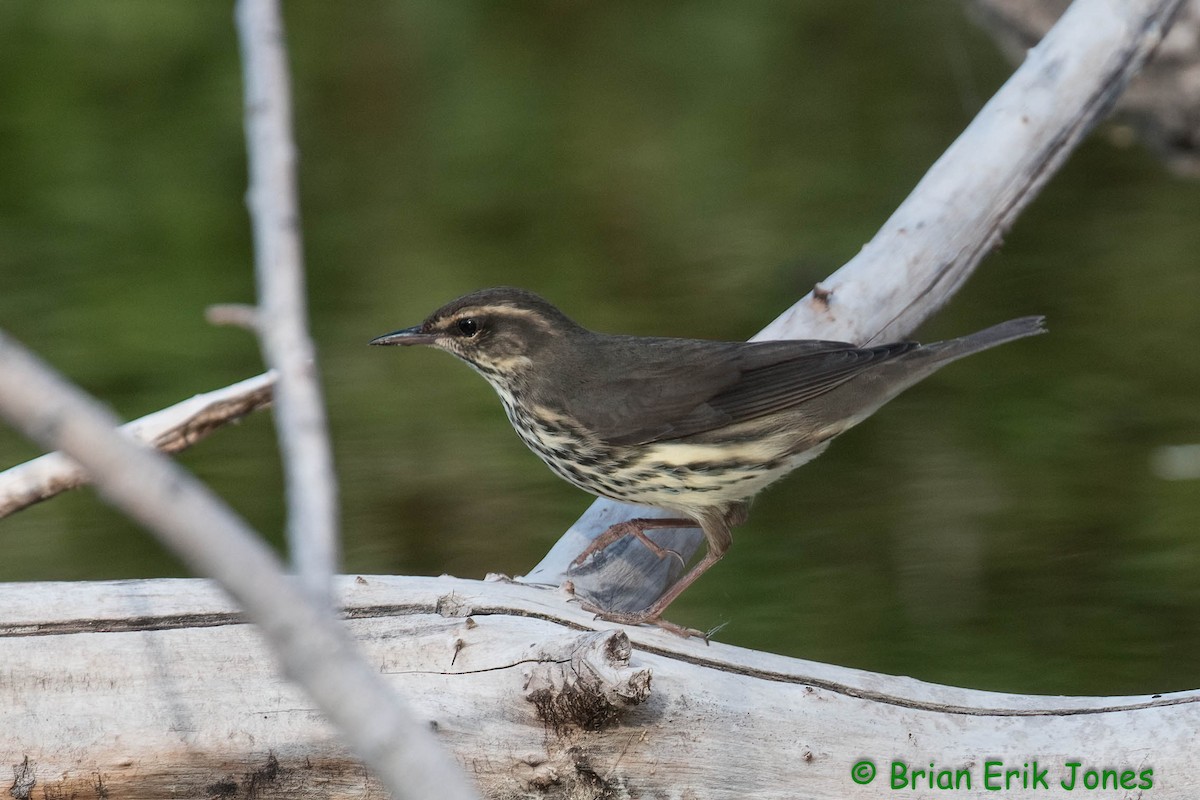 Northern Waterthrush - ML641017746