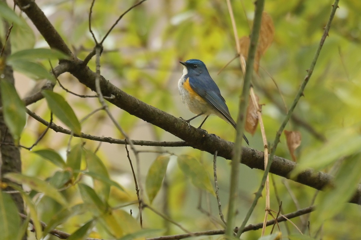 Robin de l'Himalaya - ML641017758