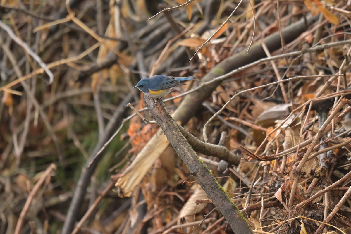Robin de l'Himalaya - ML641017760
