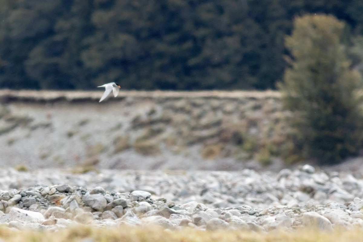 Black-fronted Tern - ML641017776
