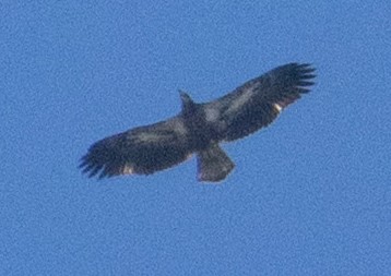 Bald Eagle - ML641017797