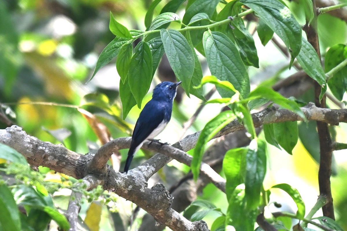 Ultramarine Flycatcher - ML641017837