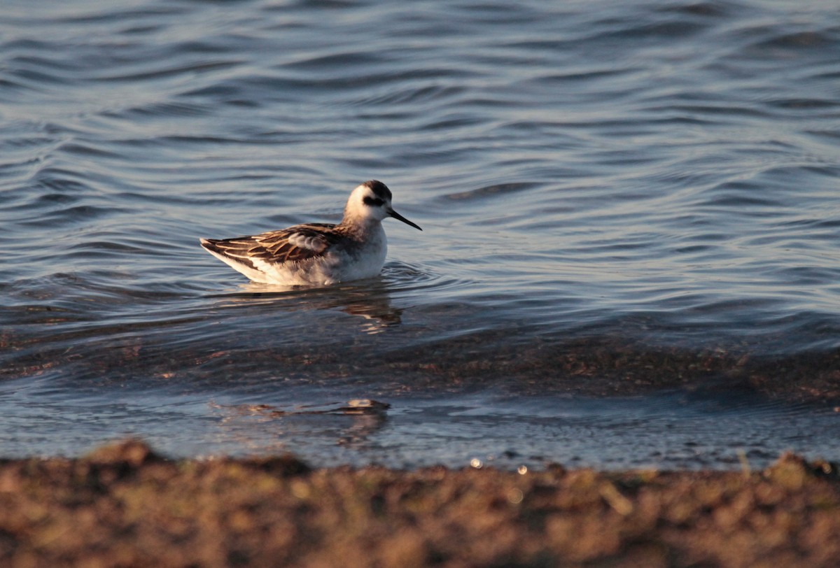 Red-necked Phalarope - ML641017850