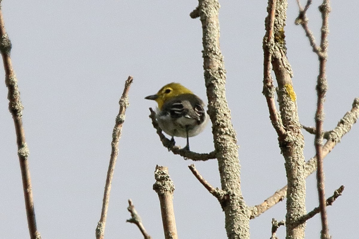 Sarı Gerdanlı Vireo - ML641017908