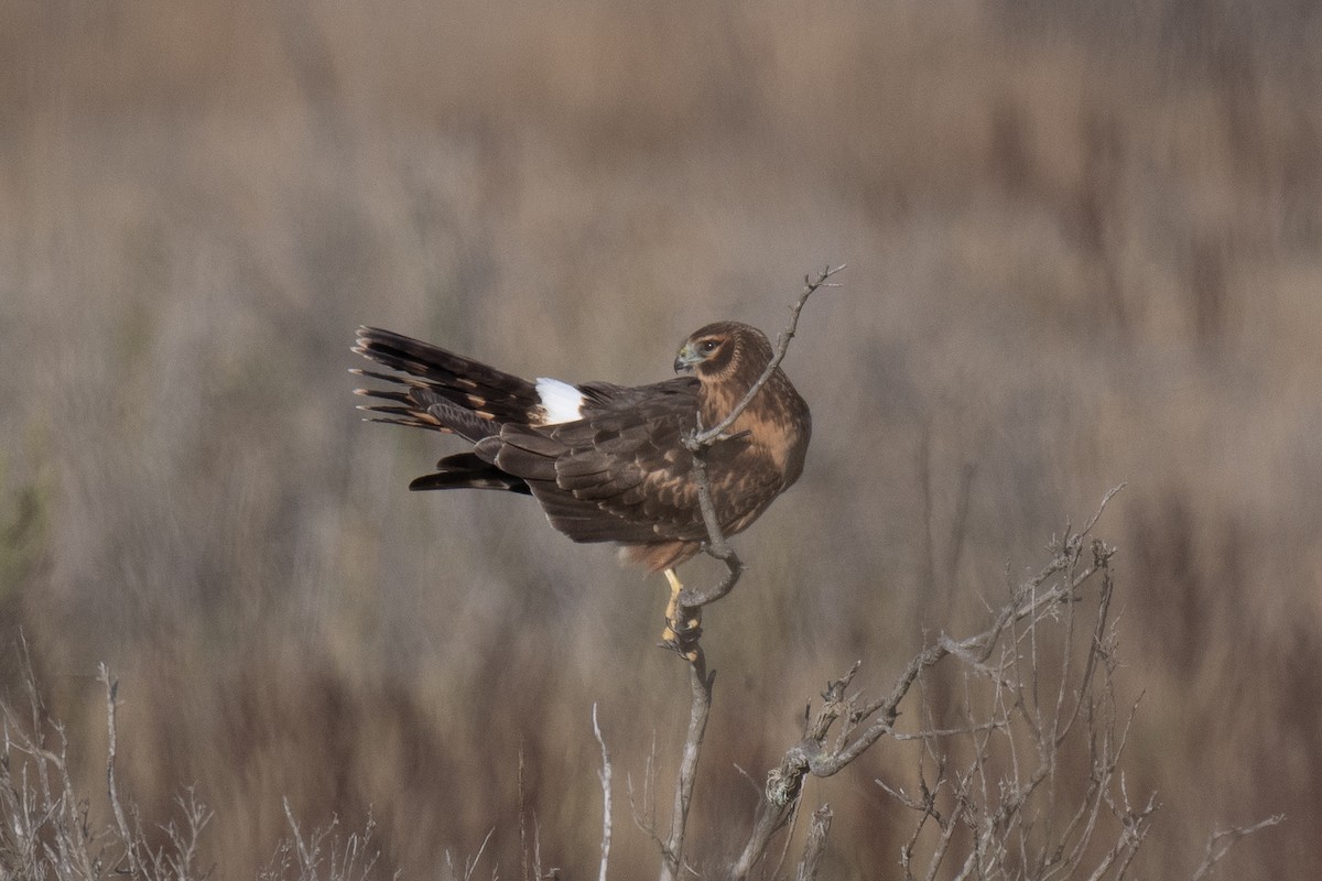 Northern Harrier - ML641017931