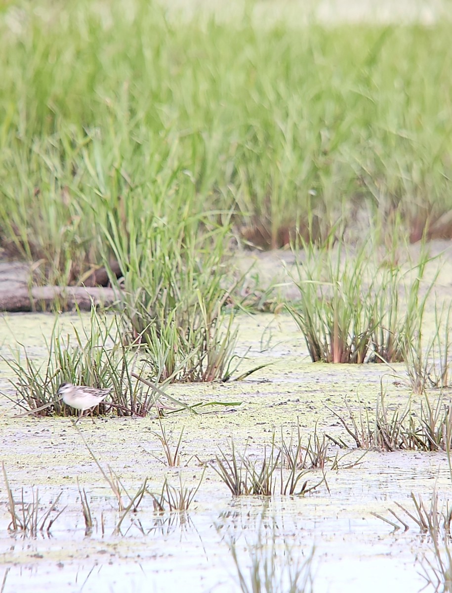 Phalarope de Wilson - ML641017938