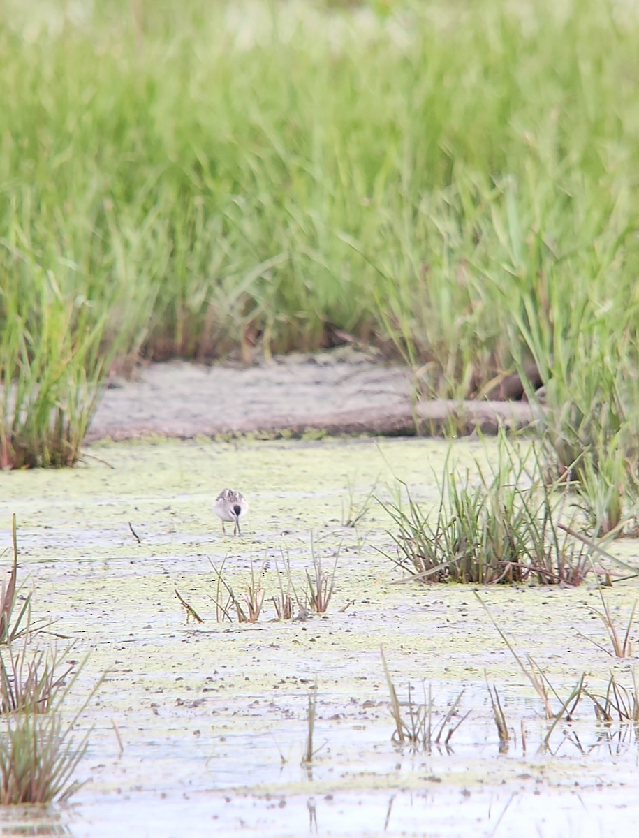 Phalarope de Wilson - ML641017949
