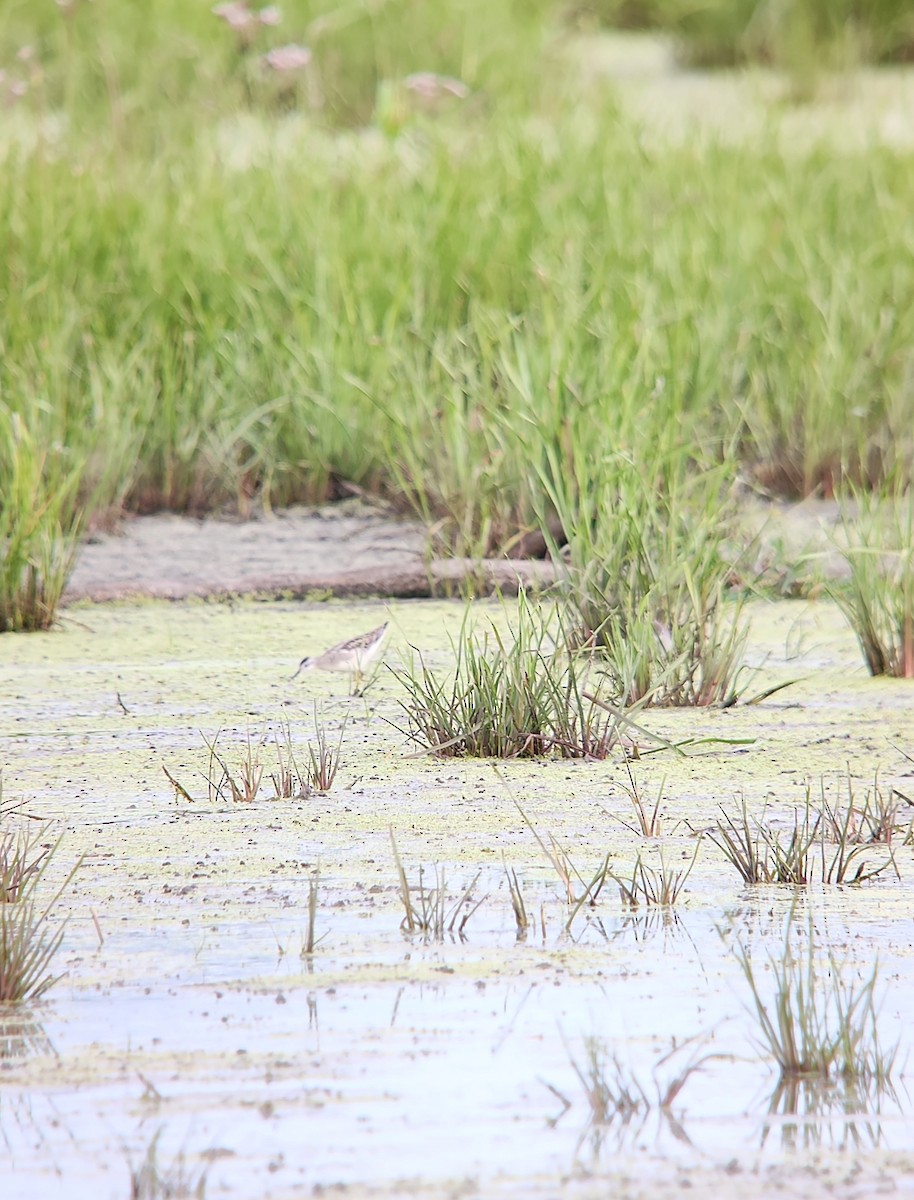Phalarope de Wilson - ML641017953