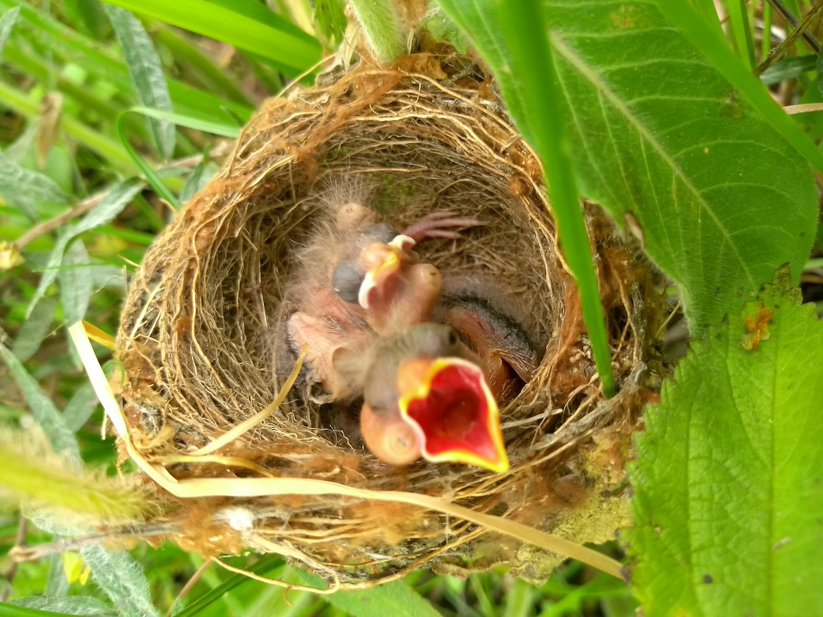 Chestnut Seedeater - ML641018014