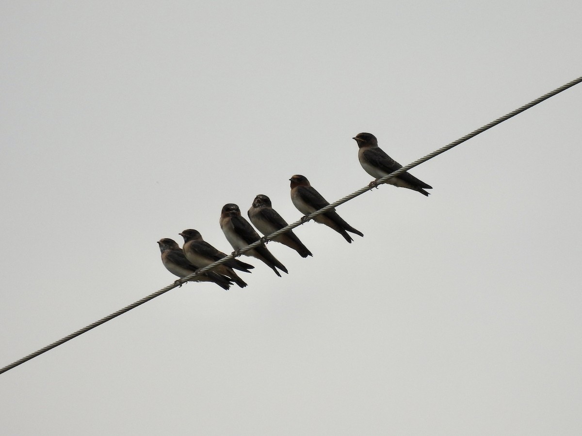 Cliff Swallow - ML641018053