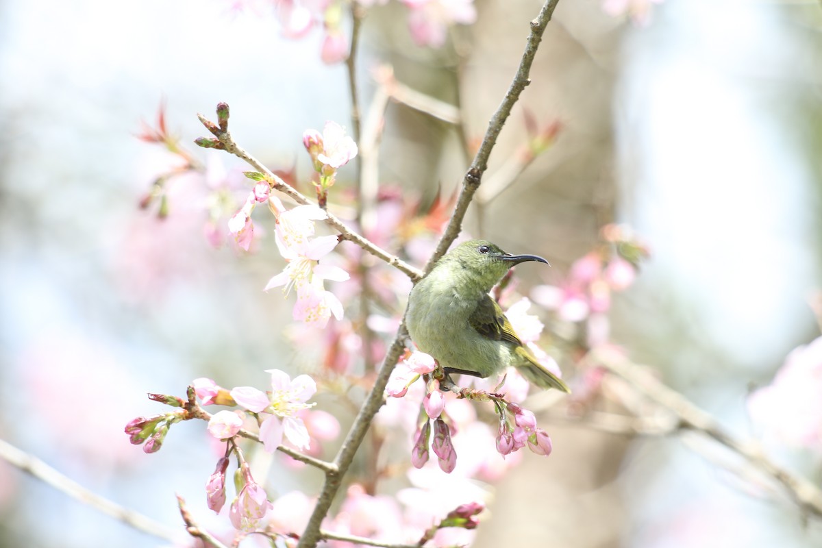 Olive Sunbird - ML641018115