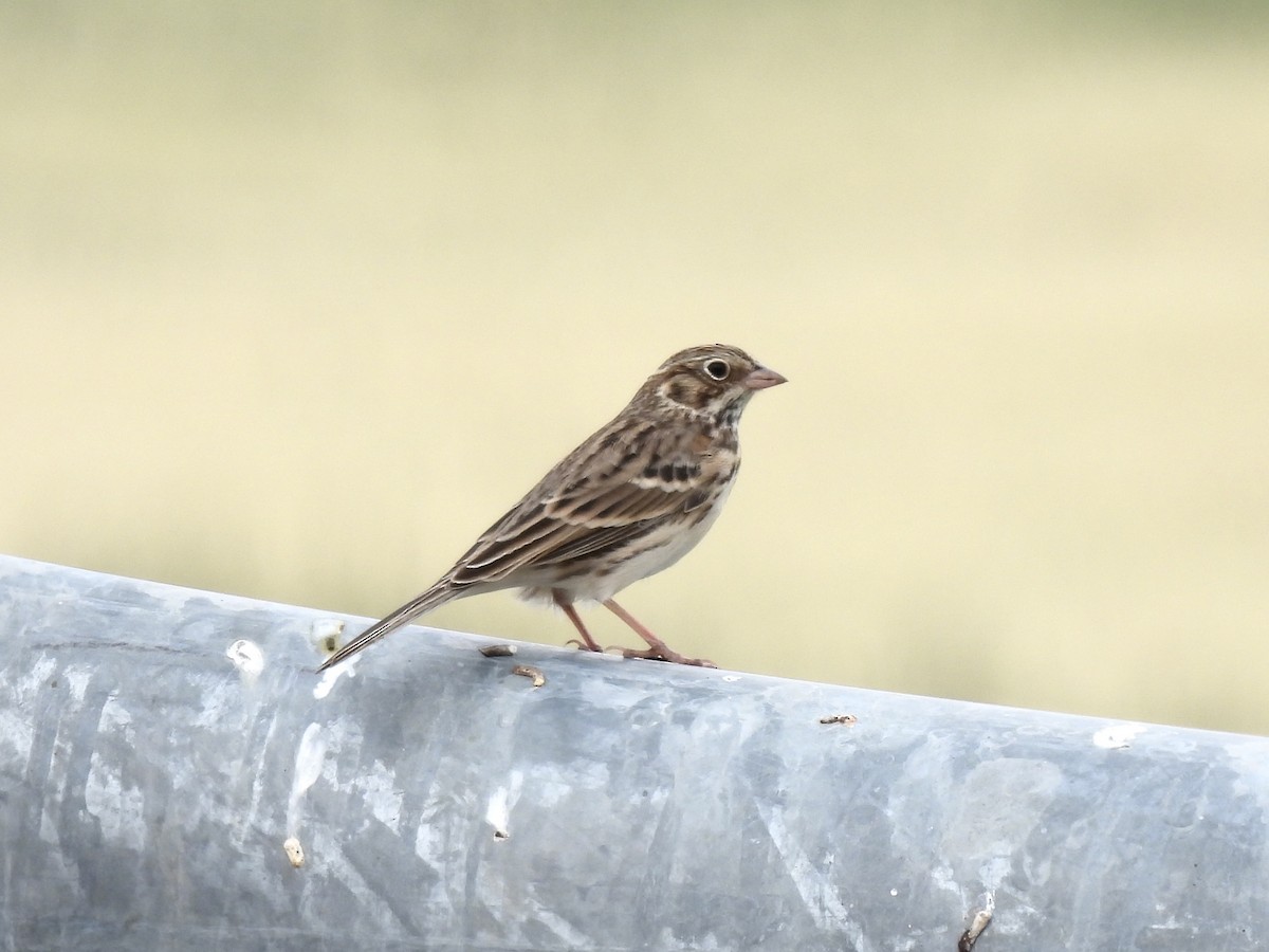 Vesper Sparrow - ML641018162