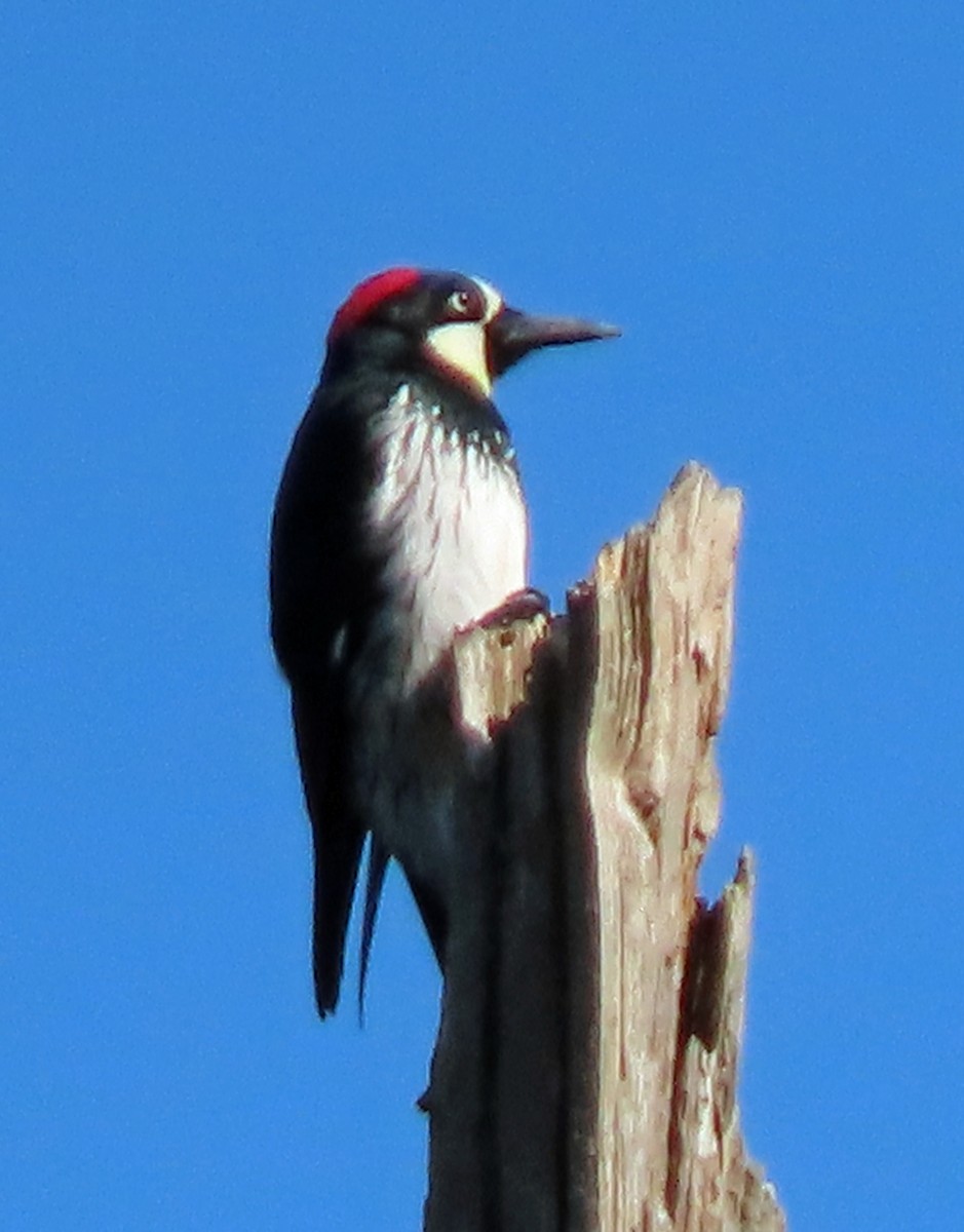 Acorn Woodpecker - ML641018169