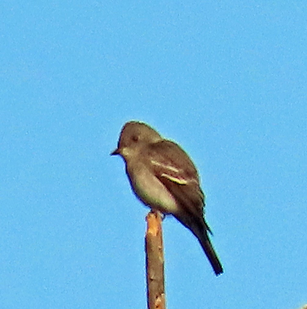 Western Wood-Pewee - ML641018177