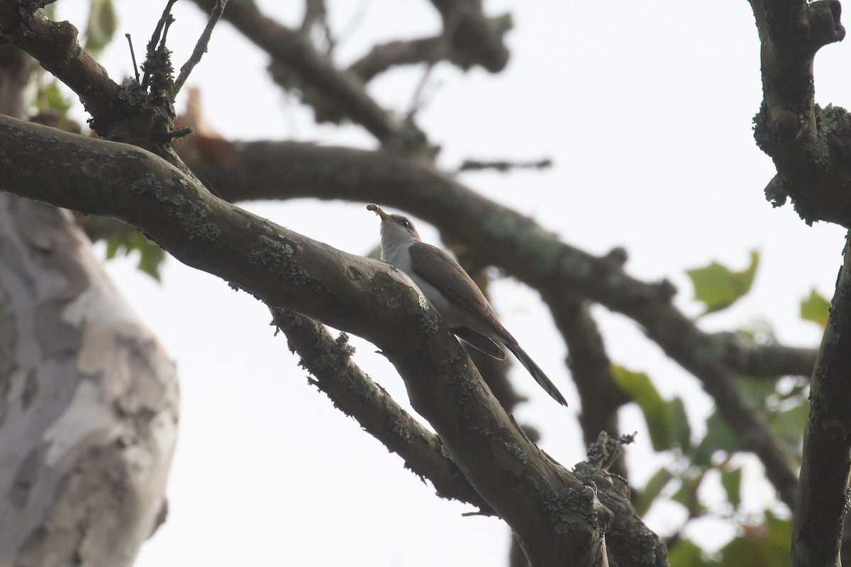 Yellow-billed Cuckoo - ML641018187