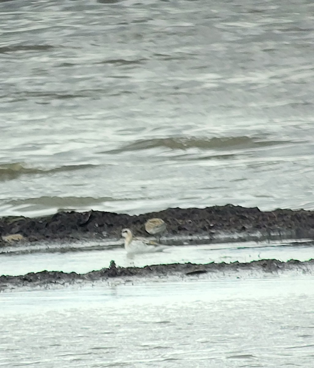 Red-necked Phalarope - ML641018212
