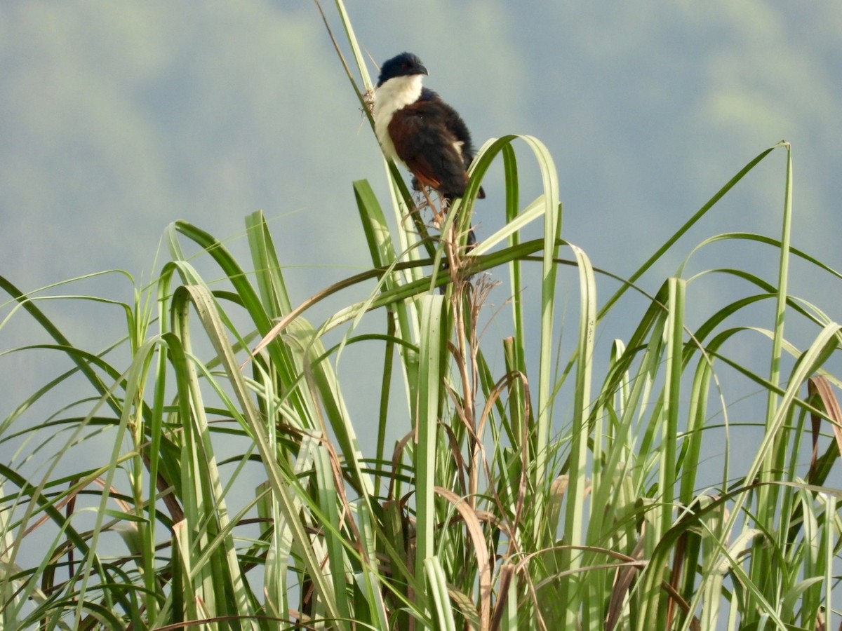 Blue-headed Coucal - ML641018225