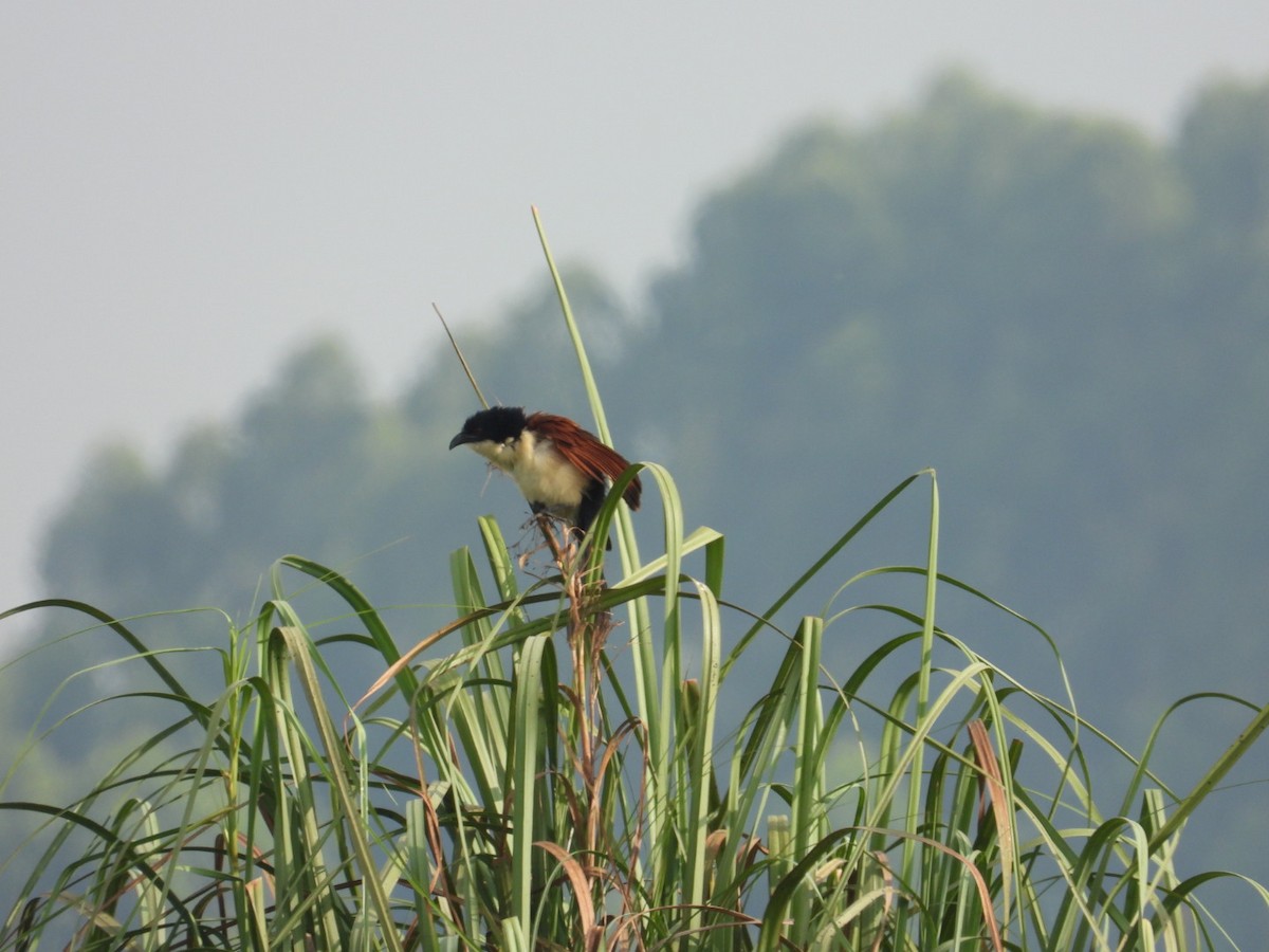 Blue-headed Coucal - ML641018226