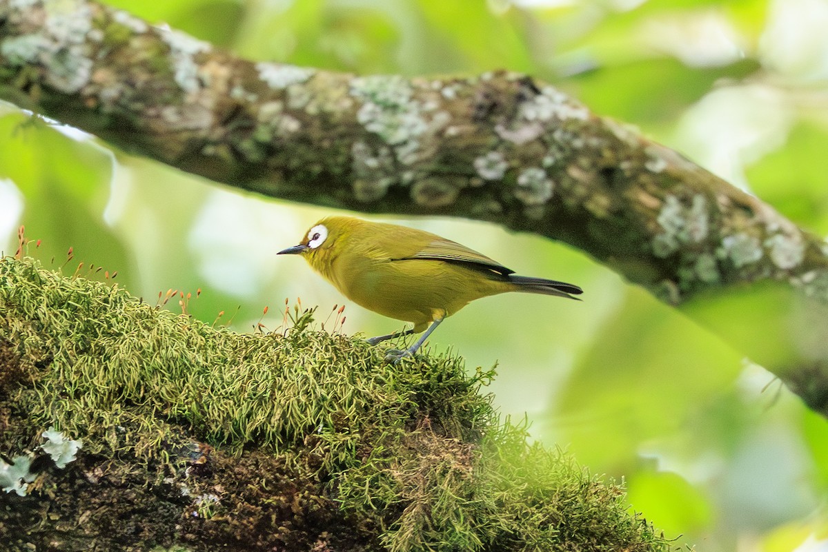 Kilimanjaro Gözlükçüsü - ML641018242